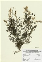 藏品(臺灣黃菫)的圖片